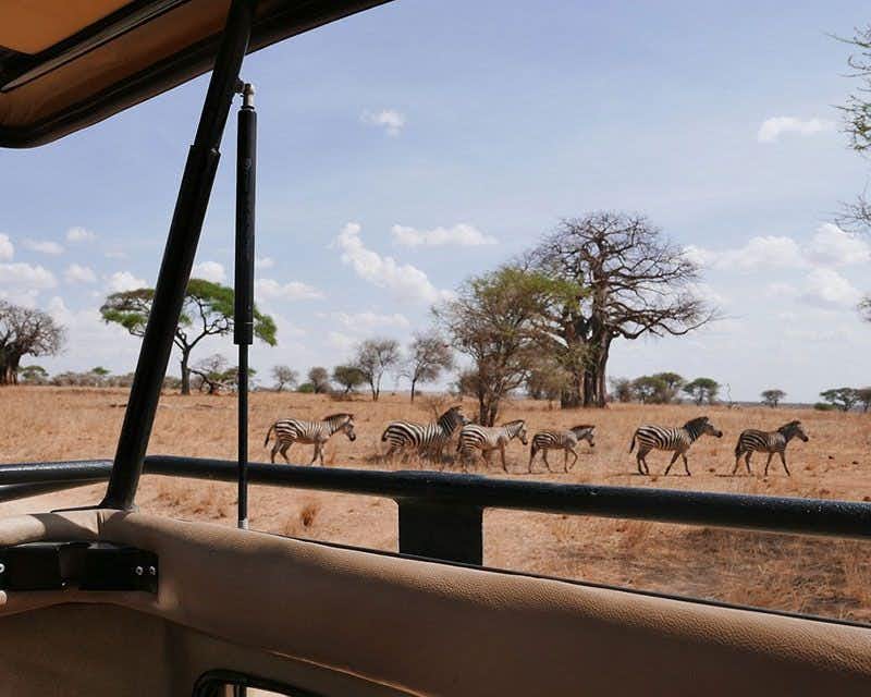 herd of zebras on safari in tanzania