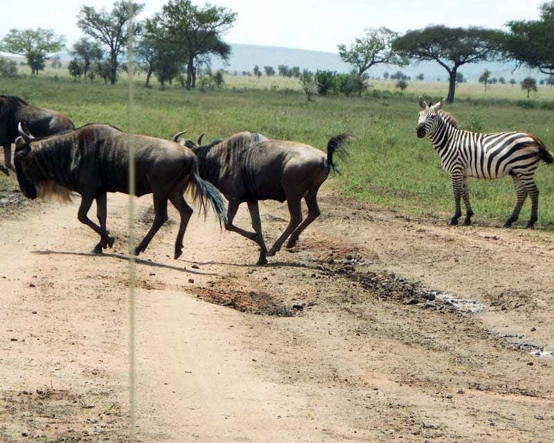animals on the serengeti national park road