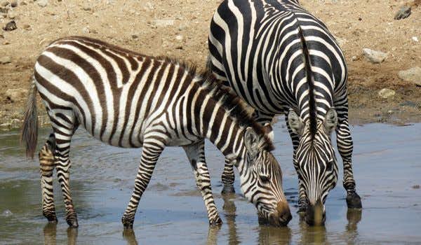 sighting of drinking zebras in ngorongoro