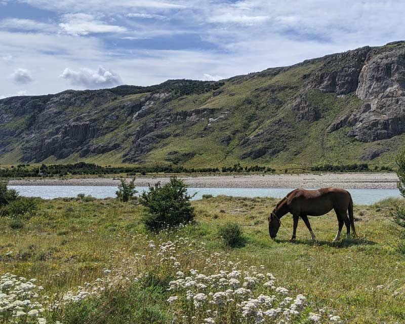 Horse in El Chaltén near a river
