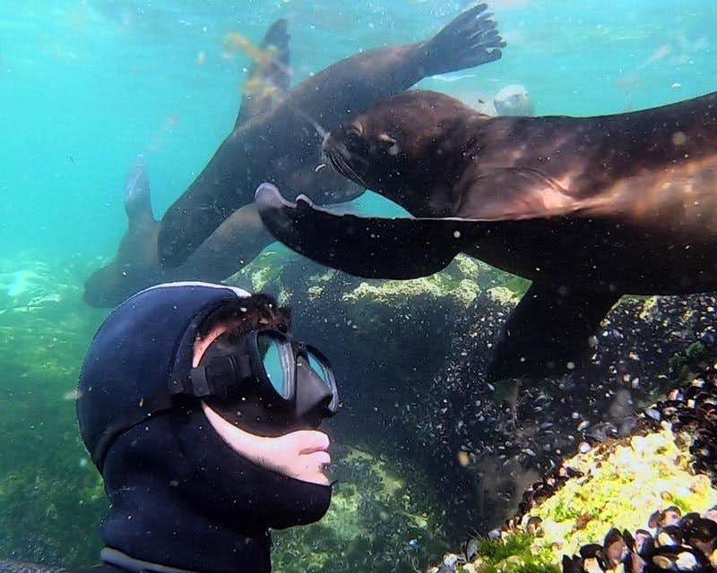 traveler swimming with sea lions in puerto madryn