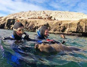 Snorkeling with Sea Lions in Puerto Madryn