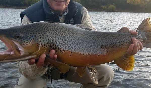 brown trout patagonia
