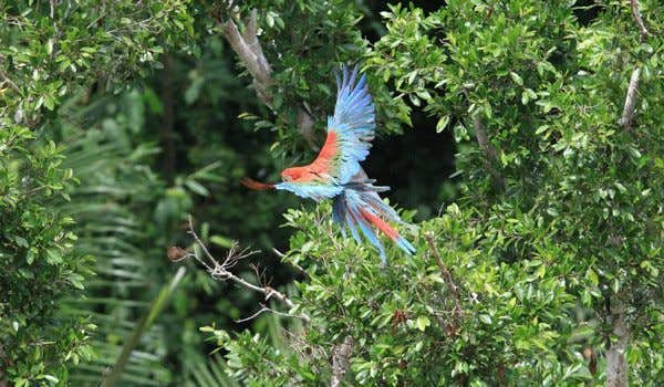 farallon parabas parrot flying