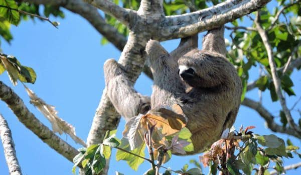 Sloth in Yacuma Jungle