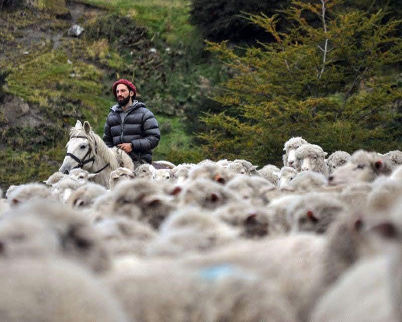 flock of sheep at estancia la peninsula