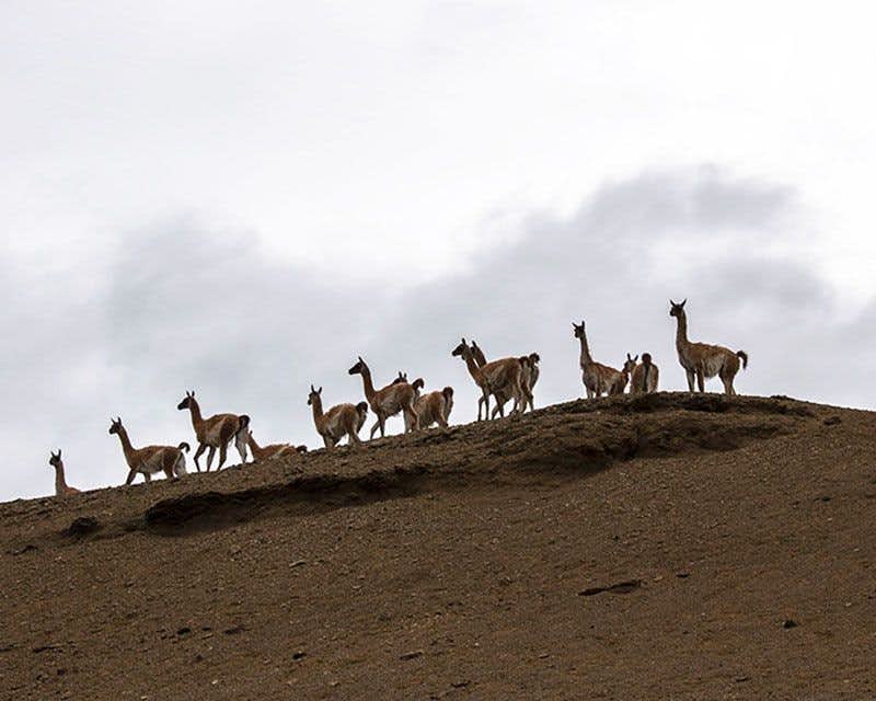 herd of guanacos in patagonia