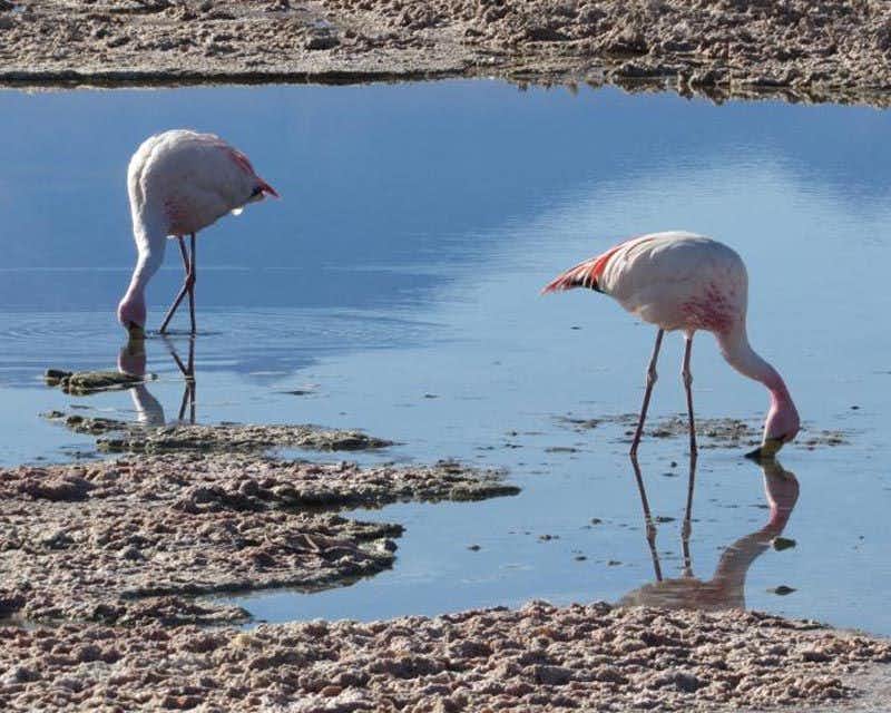 flamingos drinking water at the lagoon