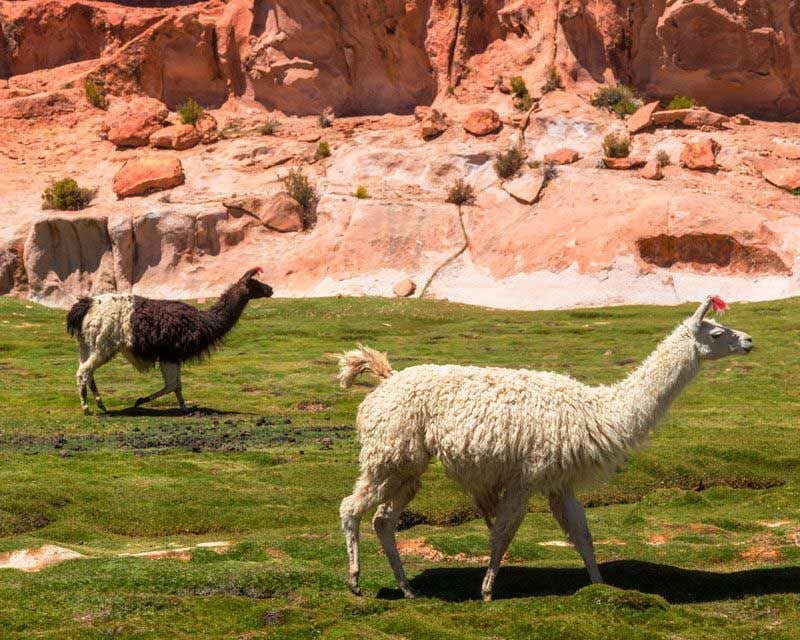 two llamas in bolivia