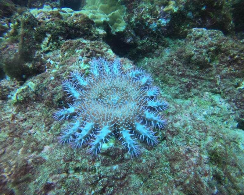 Blue underwater Crown-of-thorns starfish