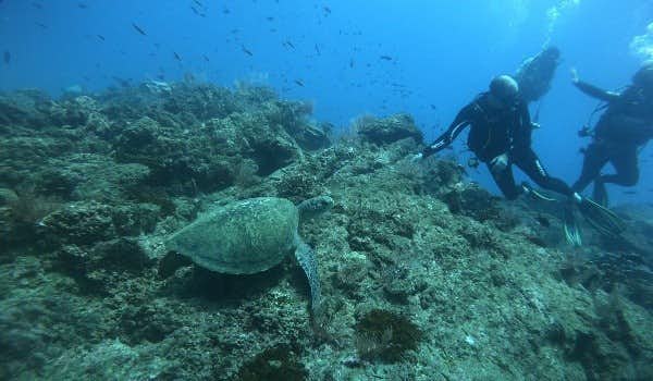 Turtle swimming close to scuba divers in Cano Island