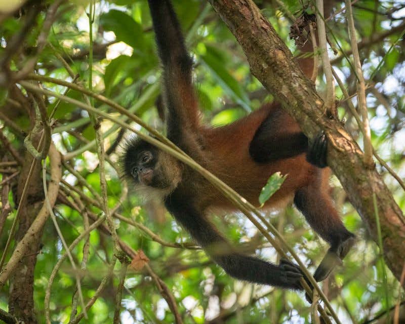 white faced monkey in corcovado