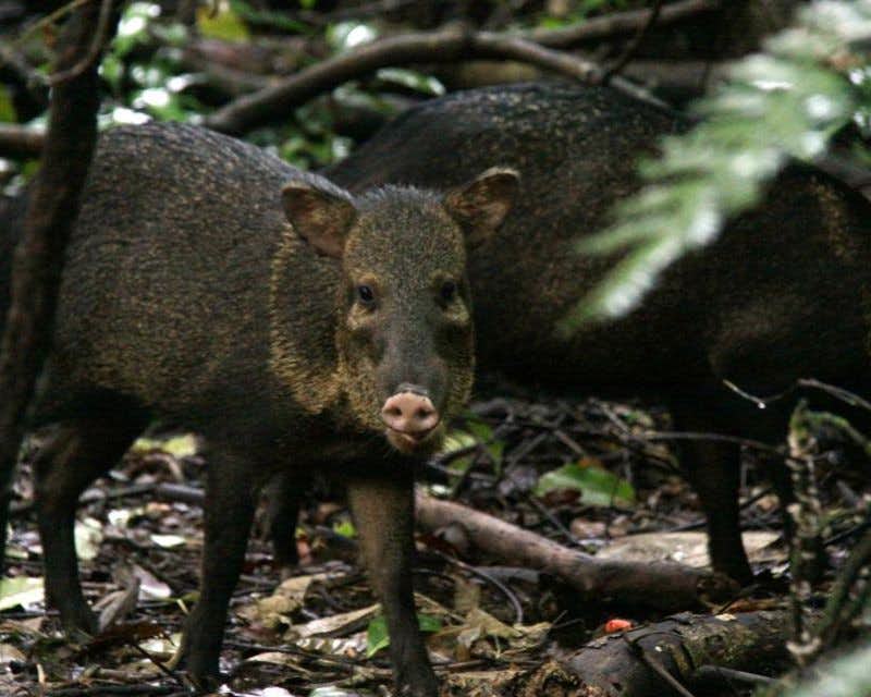 two peccarys in corcovado park
