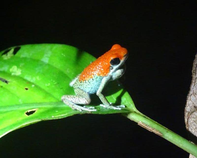 orange and white frog in Drake Bay