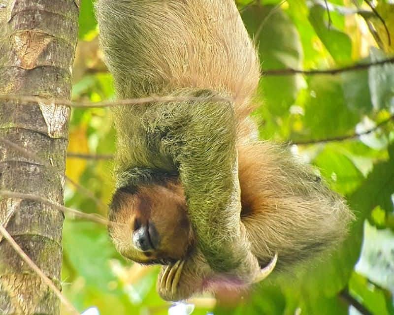 sloth sleeping at Arenal national park