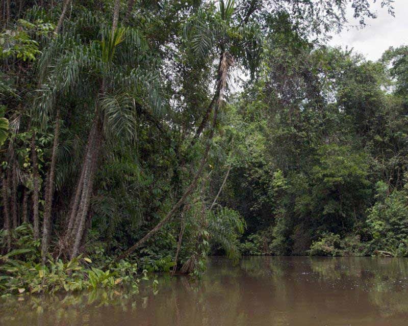 Amazonic jungle ecuador
