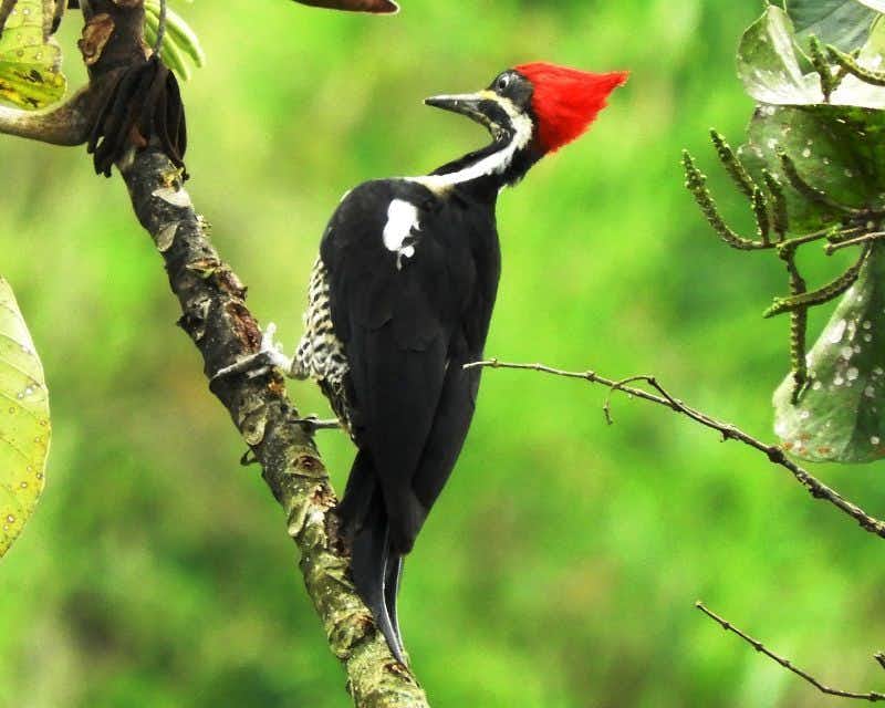 Woodpecker Cuyabeno
