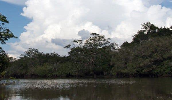 Cuyabeno river