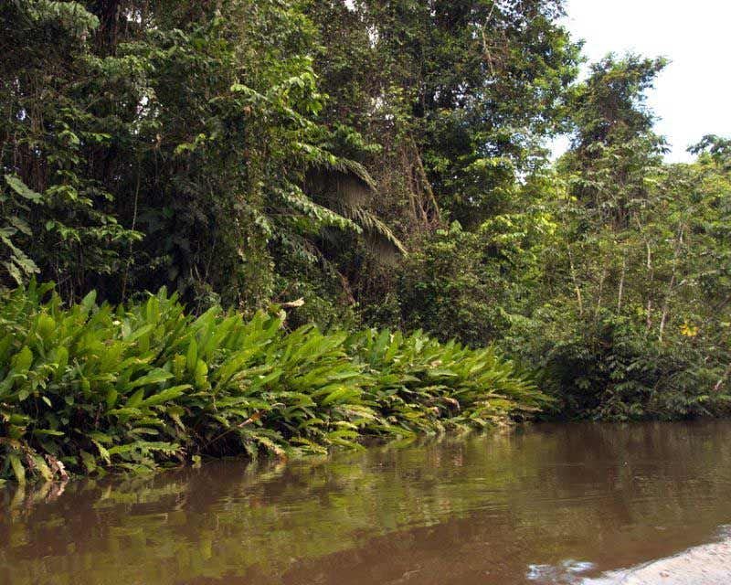 Amazonic Vegetation