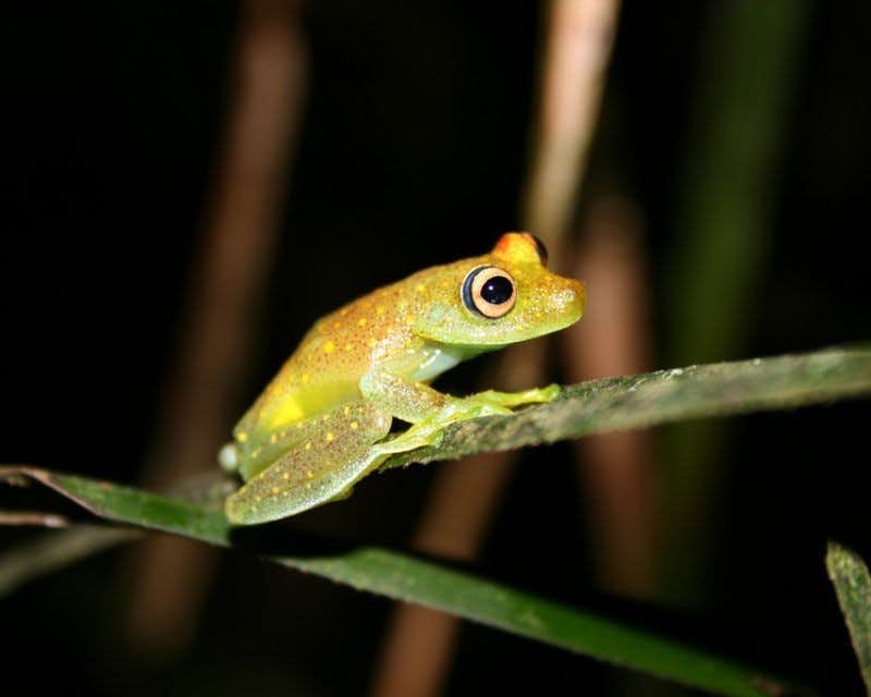 Cuyabeno Frog