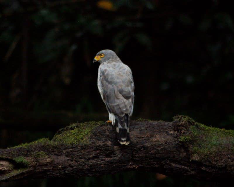 Grey Bird Cuyabeno