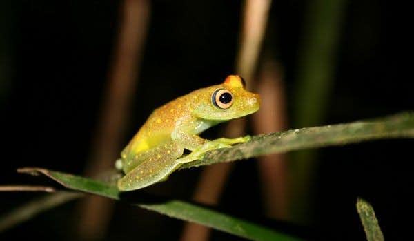 Nocturnal Amazonic Frog