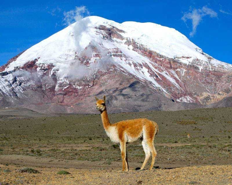 llama in front of the chimborazo volcano in ecuador