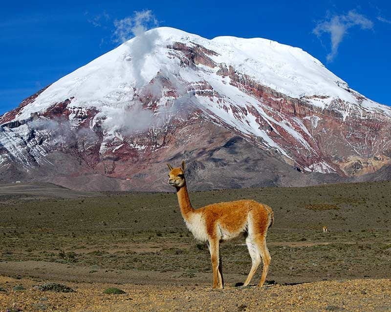 llama on the chimborazo volcano