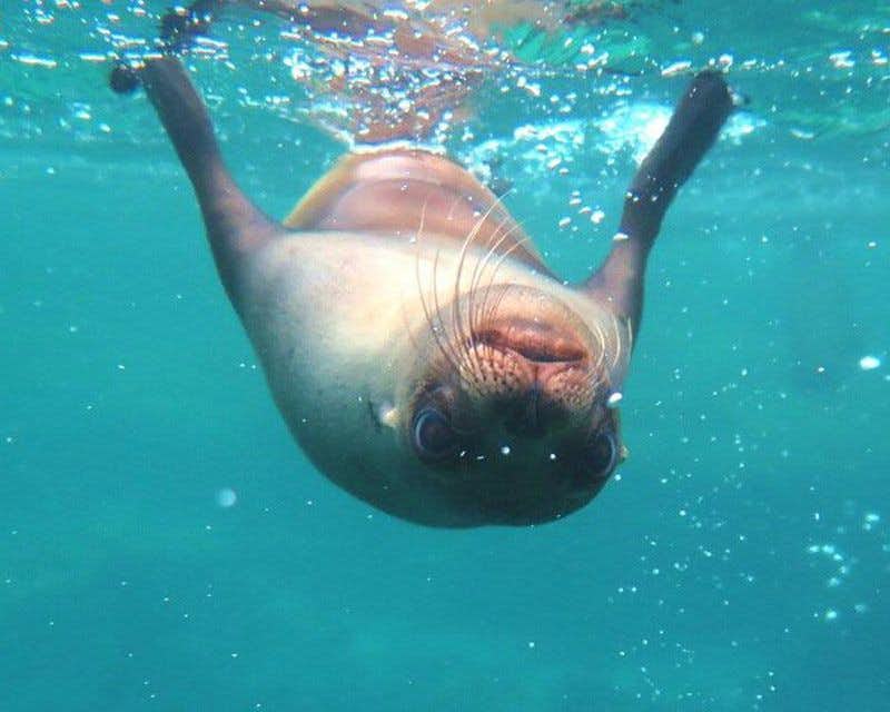 sea lion upside down