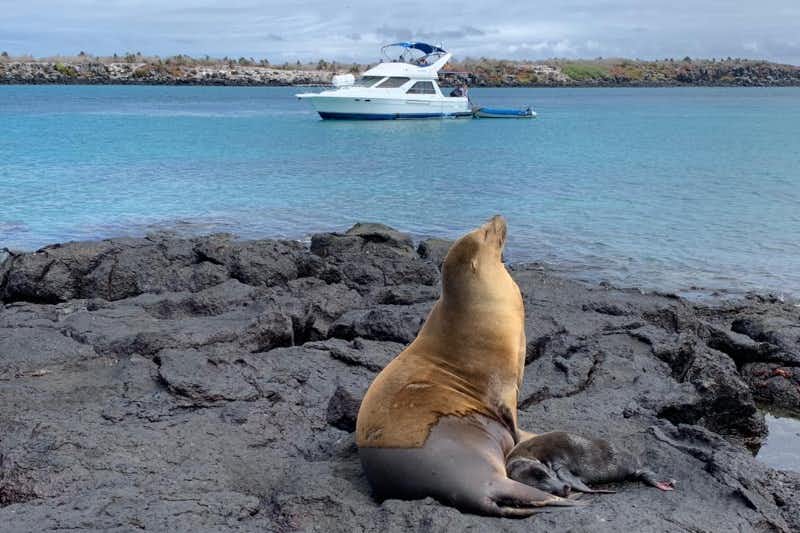 sea lion with her cub