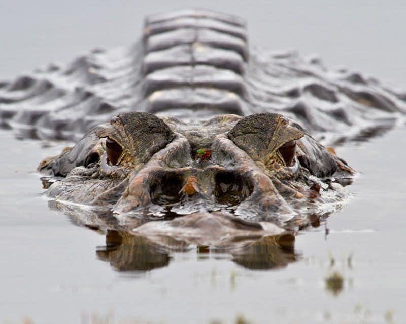 crocodile in the napo river