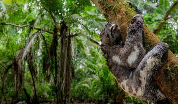 sloth bear on the tree