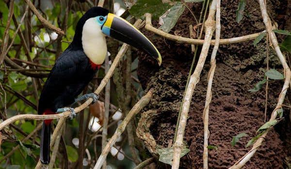 toucan on the ecuadorian jungle