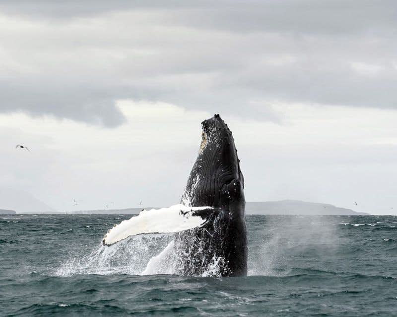 akureyri humpbackwhale jumping