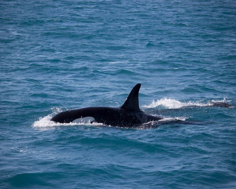 orca on the suface akureyri sea
