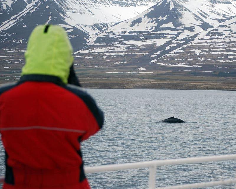 traveler whatching humpback whale