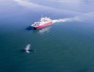 Observação de baleias em Akureyri