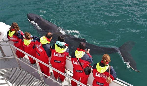 travelers watching humpback whale