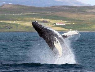 Baleine à Hólmavík