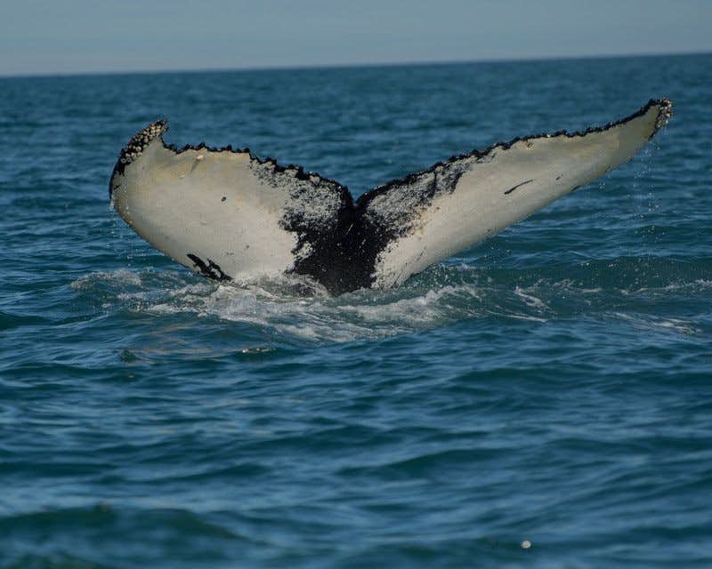 Husavik whale tail watching
