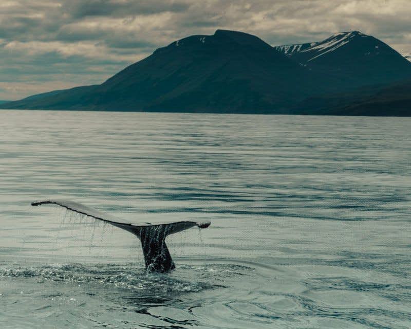 Husavik whale tail