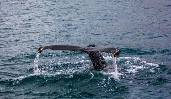 akureyri humpback whale tail