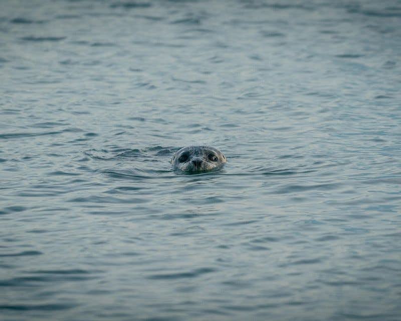 seal in the surface of snaefellsnes sea