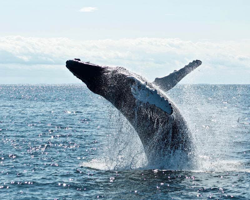 whale jumping in faxafloi bay