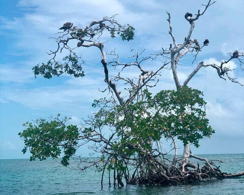 Bird's nest in the Sian Kaan reserve