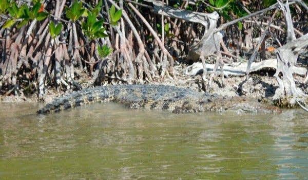 crocodile in sian kaan biosphere reserve