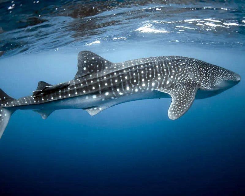 swimming with whale sharks mexico