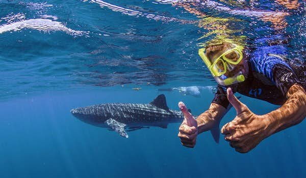 swimming with whale sharks mexico