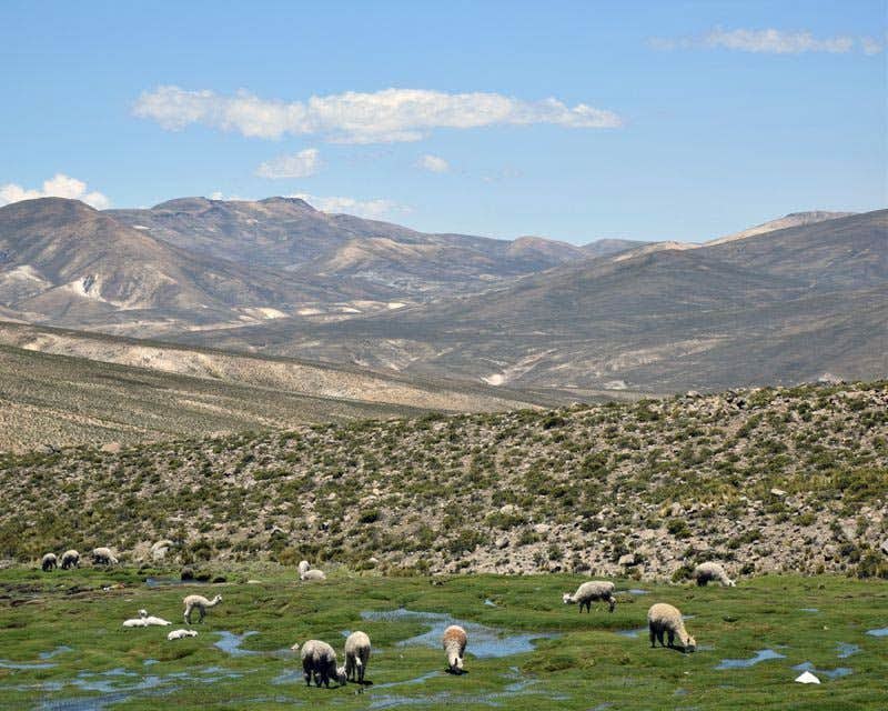 Alpacas in Colca Valley