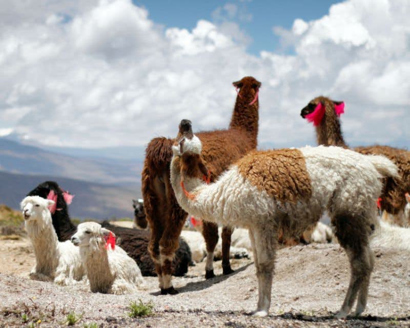 Alpacas group in Colca Valley